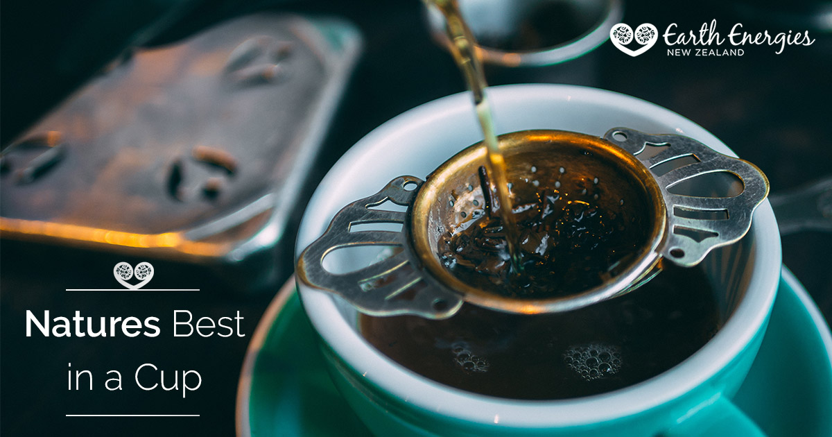 Fresh Kawakawa Leaf Tea Earth Energies Blog