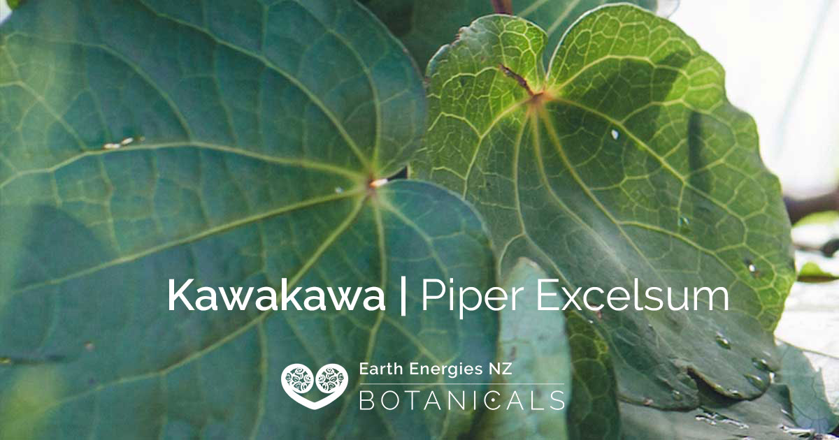 Kawakawa Piper Excelsum Everything You Need To Know